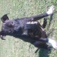 Buba Posando (4 meses)